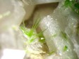 pyromorphite
